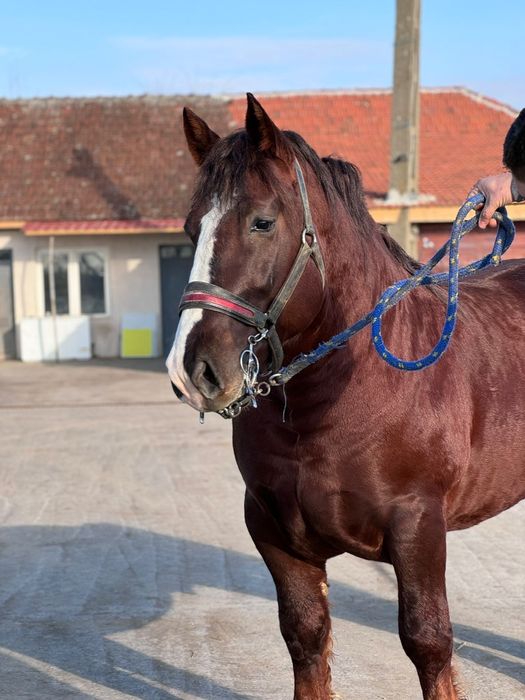 Armasar rasa Breton cu pedigree de Franța, 5 ani