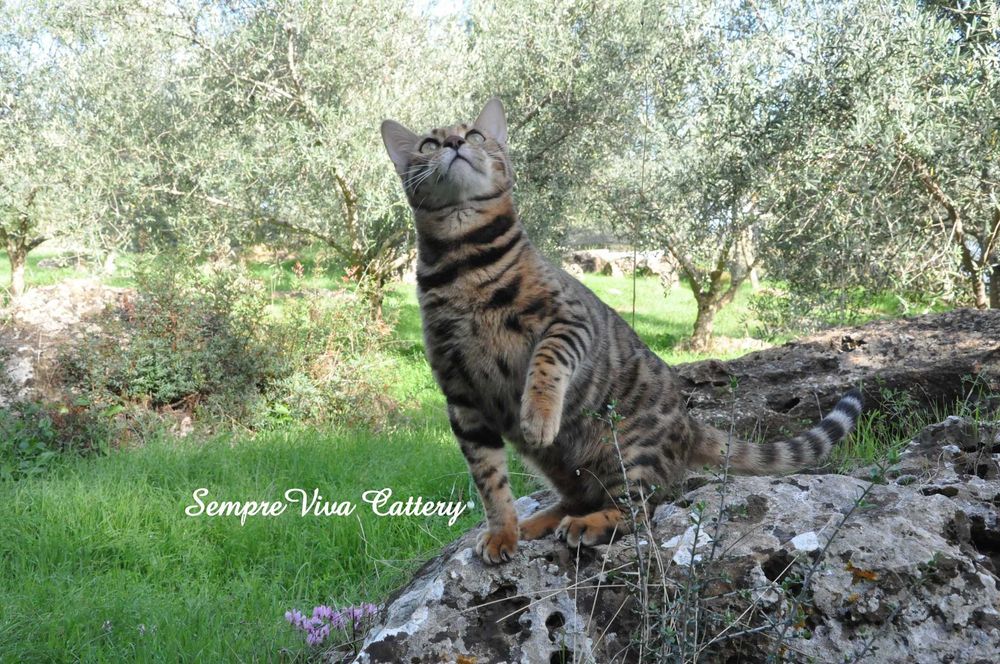 Бенгалско коте мъжко