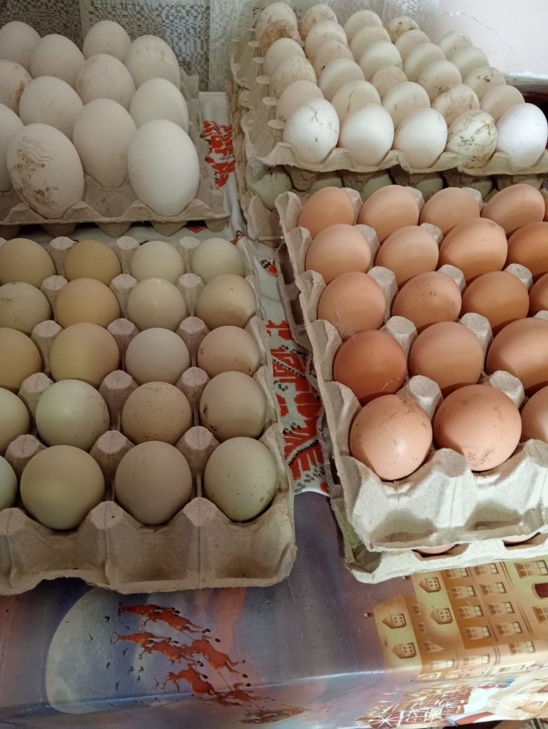 Vând pui austrolop și rasă mixta și boboci