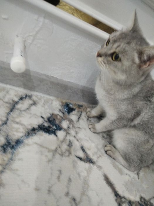 Mushuk narxi 350 ming rangi zor 9 oylik oʻğil bola (mujik)  oq rangi