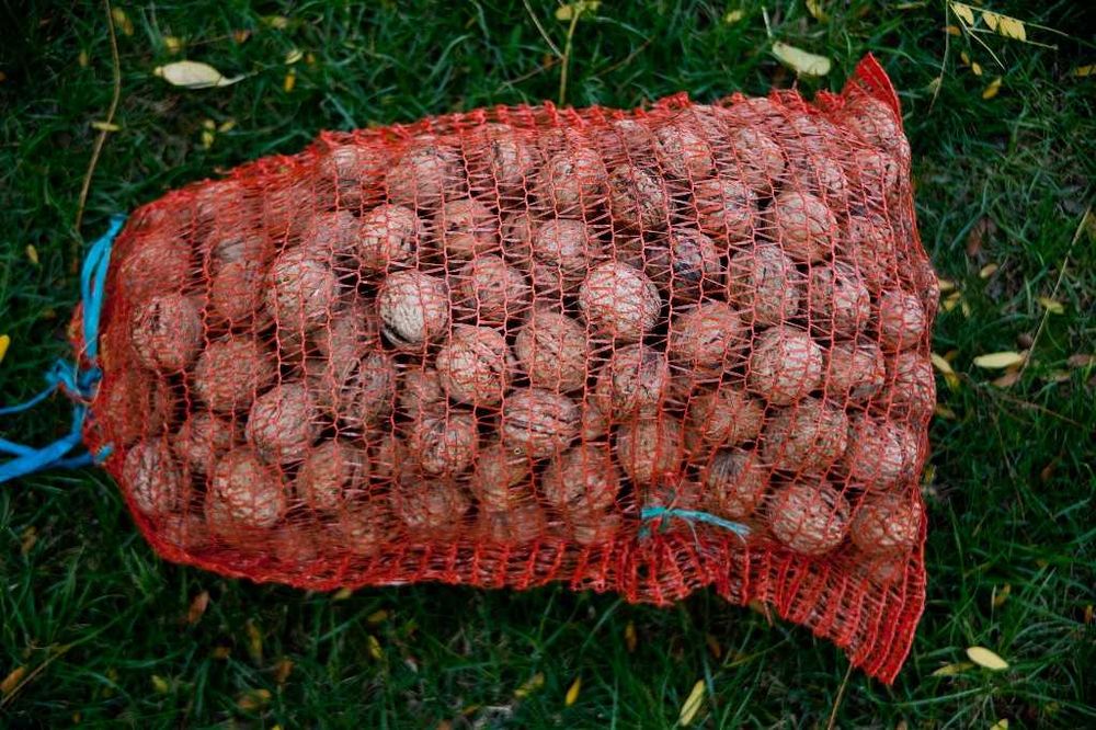 Nuci in Coaja - de vanzare