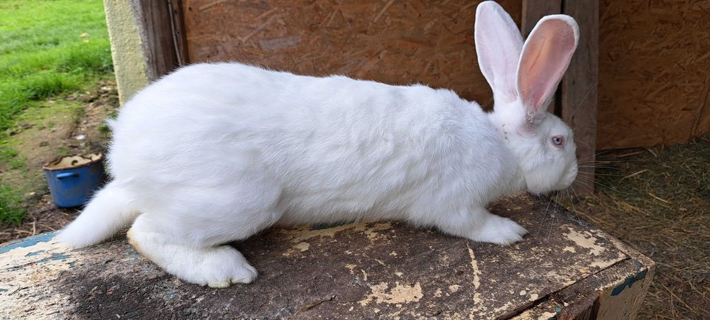 Iepure de vânzare !!!