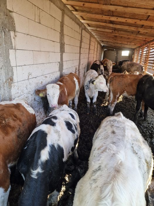 Aduc viței de rasă pe comandă dumneavoastră!!