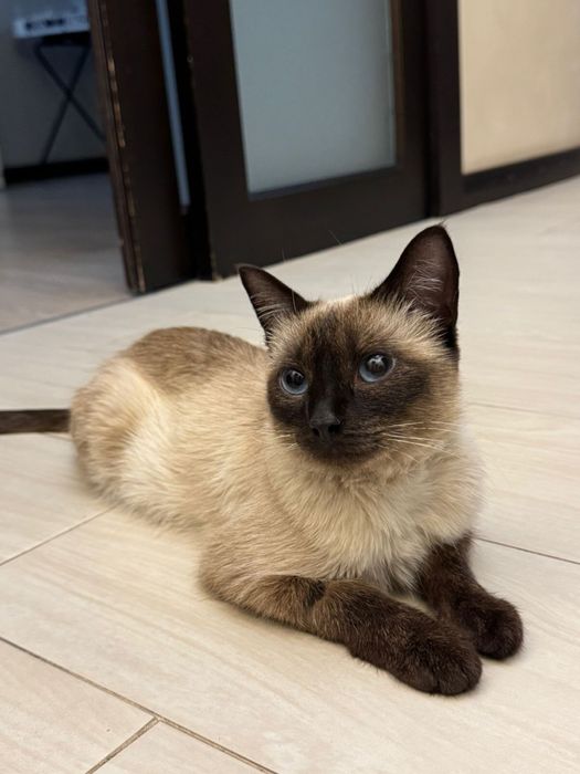 Сиамская кошечка БЕСПЛАТНО с доставкой