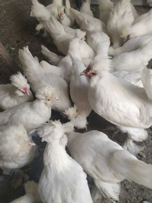 Цыплята павловские белые семейка продам.
