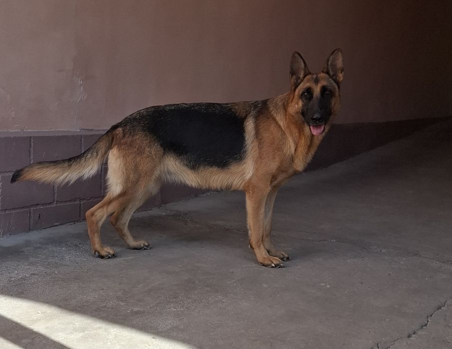 Продаётся чистокровная немецкая овчарка девочка