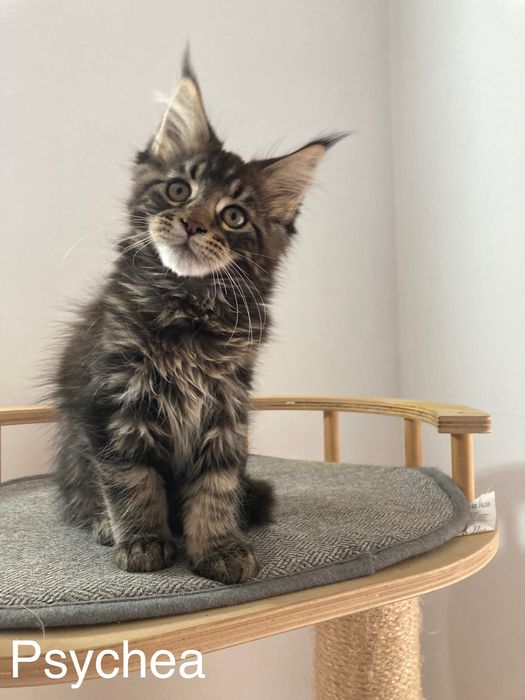 Мейн-куун котенца