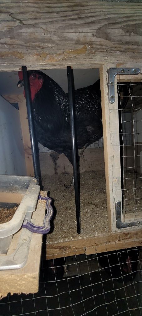 Avstralorp tovuq zoti (Qora shahzoda. Gıgant )– damashnıy ı 10 oylık