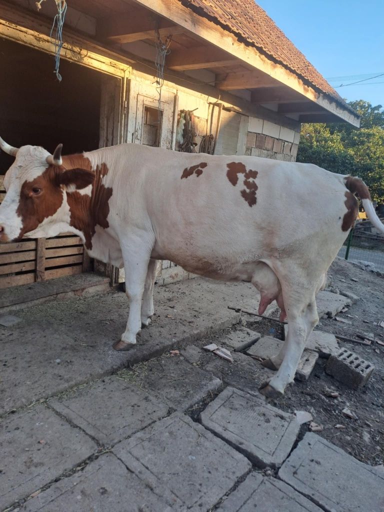 Vaca de  vanzare