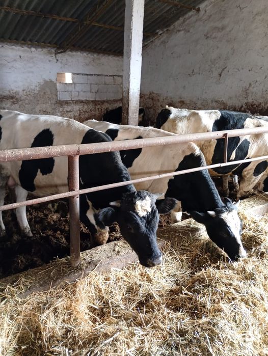 Vitele si tauras de vanzare -50 buc