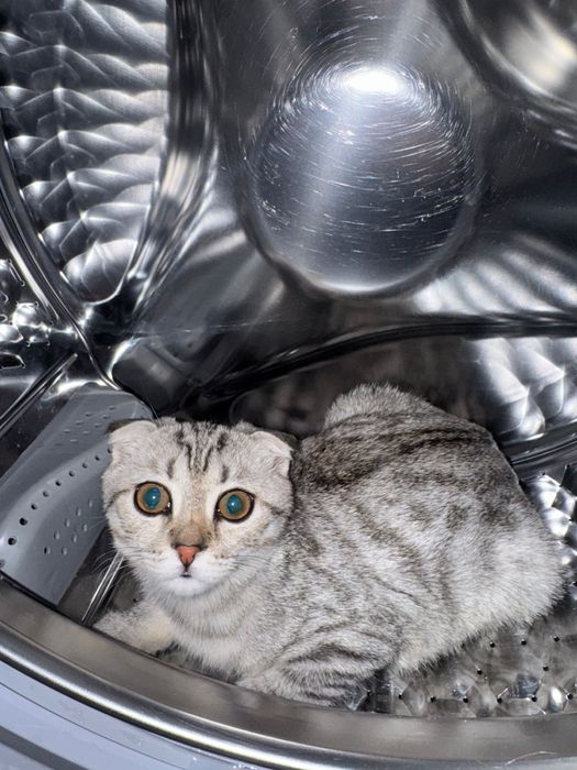 шотландские вислоухие котенок