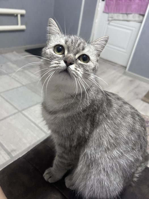 Отдам кошку с котенком