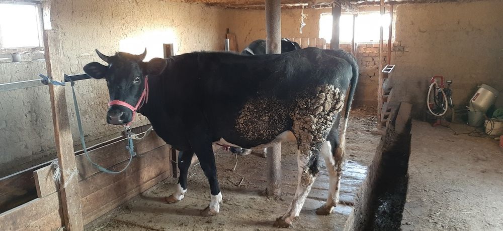 Сиыр, бірінші тума қашар