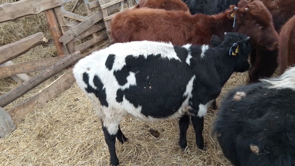 Бузаулар сатамын