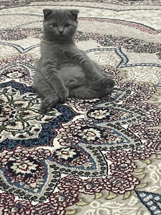 Skotish fold toza zot 2 oylik