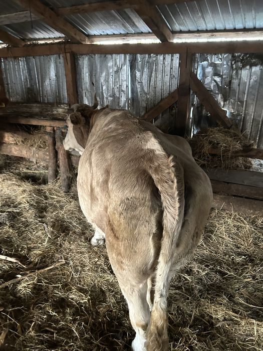 Vand doua vaci mai multe detalii la numarul  de telefon