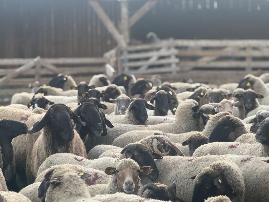 Vând 50 de oi,și 2 berbeci