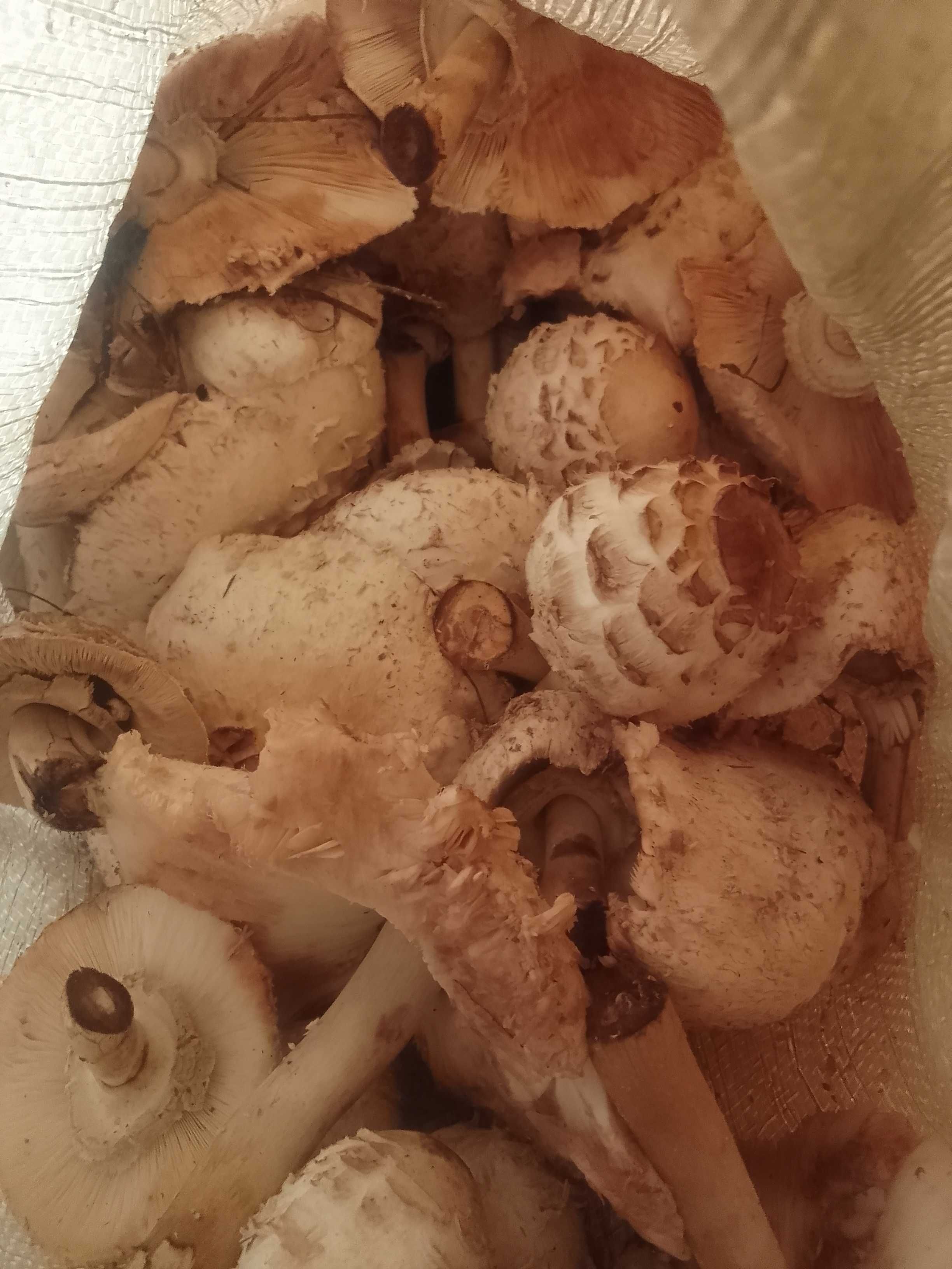 Продам грибы свежие