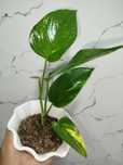Stendapsus varigatniy