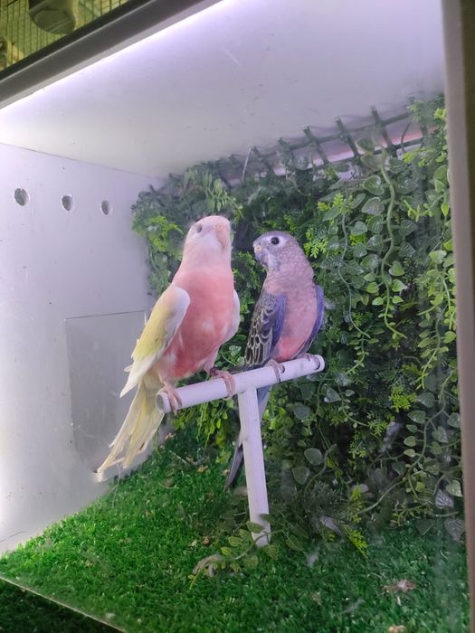 Diferite specii papagali și canari