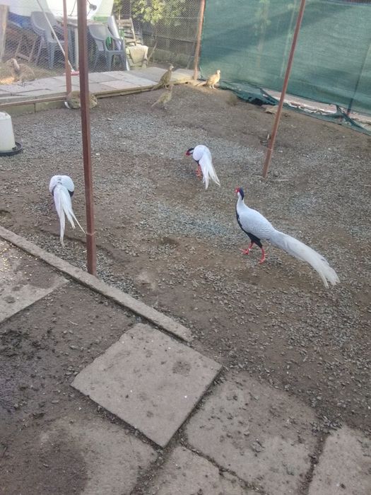 Vând fazanii argintii, auriu pe roșu și comuni