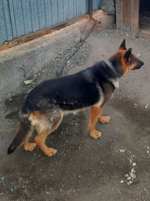 Продам двух собак