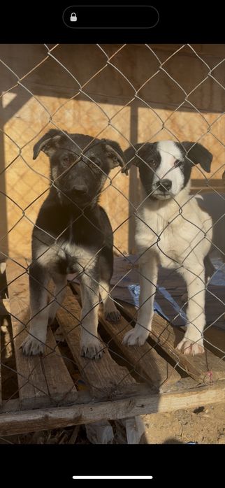 Щенки охранники