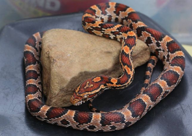 Змея Маисовый полоз  2.5 месяца(normal)