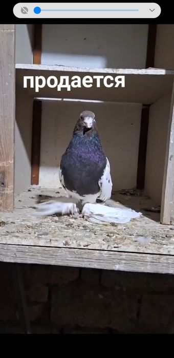 Капканы черногрудые