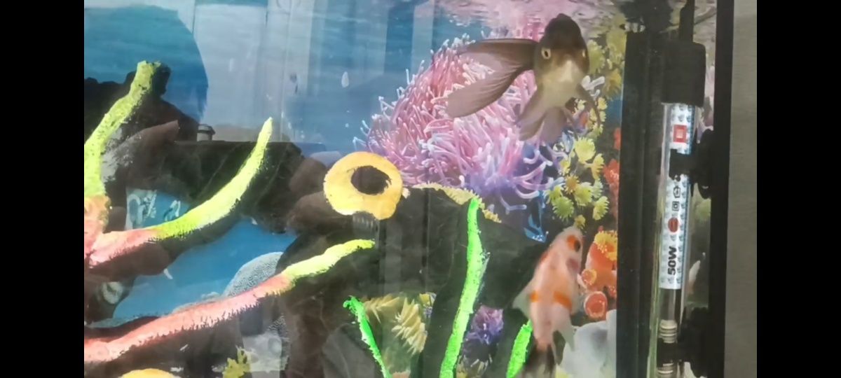 Akvarium filts svetelnik termometr suv isitgich