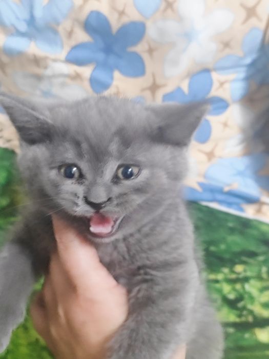Продаются котята