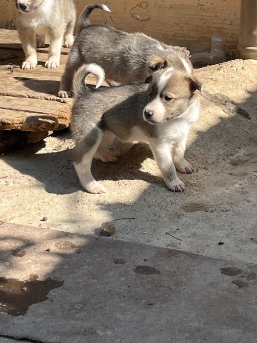 Продаются щенки Лайка