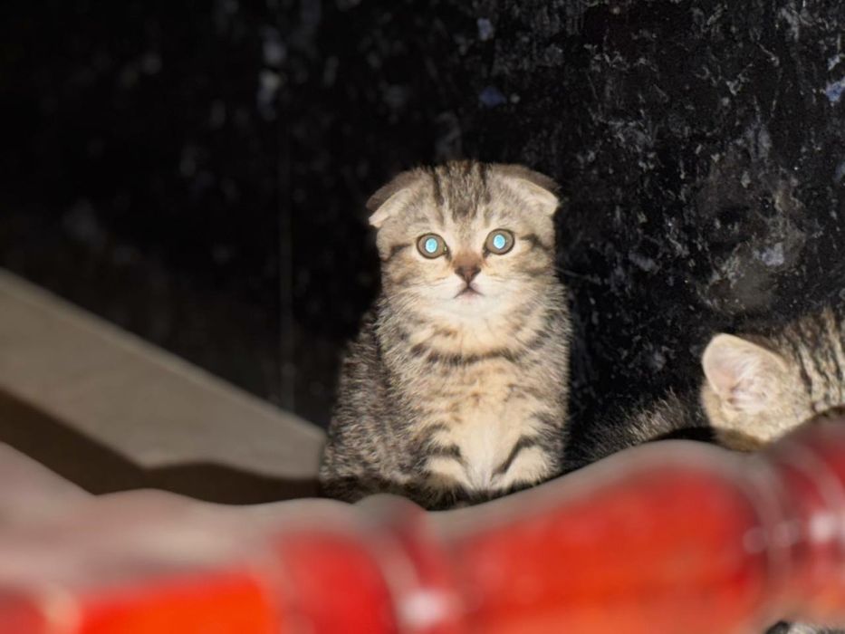 Мушукчалар сотилади