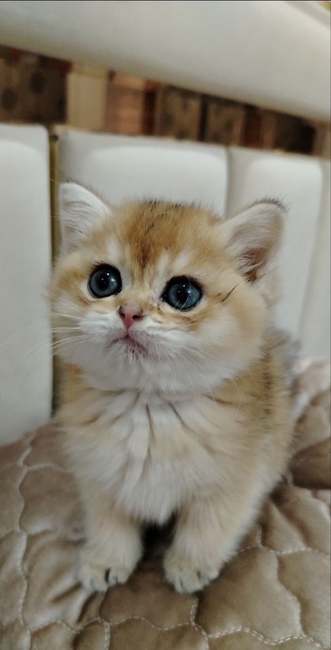 Золотая шиншилла