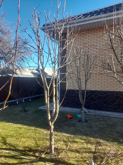 Обрезка  плодовых деревьев