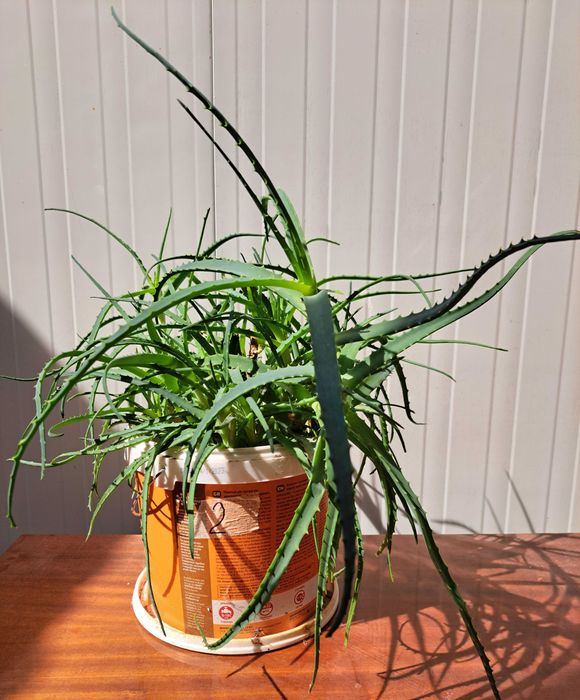Продавам растение Алое (Aloe Аrborescens) в саксия