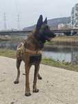 Donez caine Malinois cu pedigree