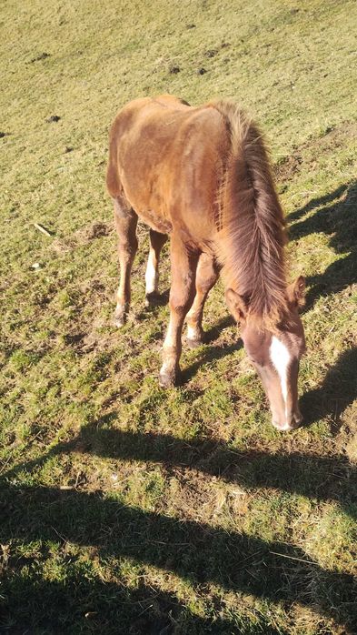 Vând mânz de 5 luni