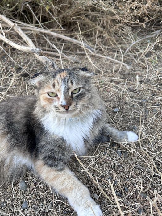 Продам шотландская вислоухая (Scottish Fold)
