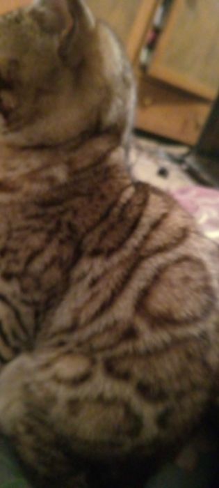 Вязка Бенгал 30000