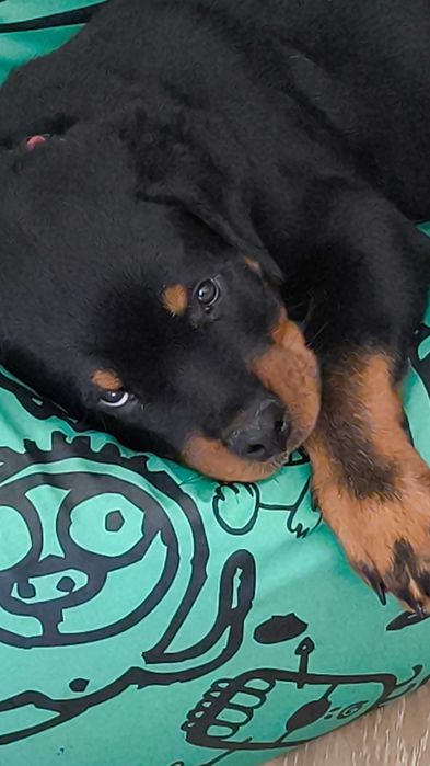 Mascul Rottweiler