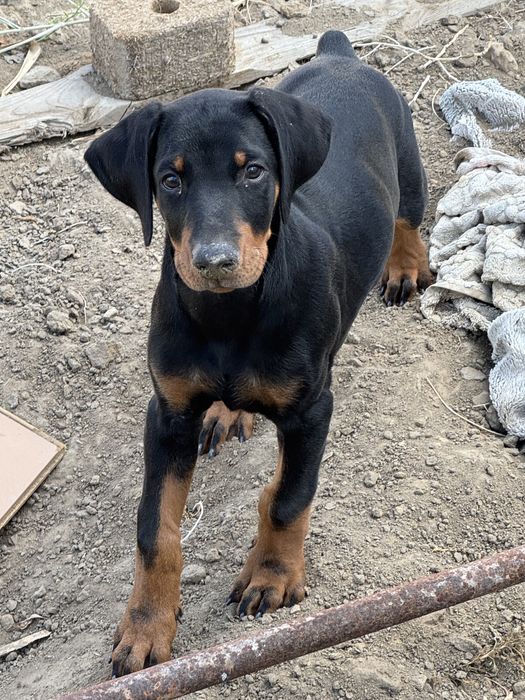 Продаётся щенок добермана Мальчик, 3 месяца.