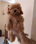 Pui rasa Maltipoo femela