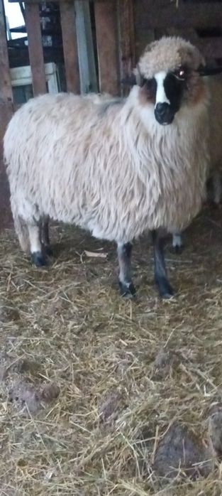 Disponibile 2 cârlane superbe