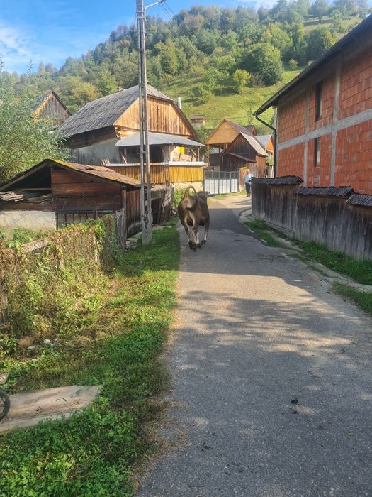 Jurinca a fata de vânzare