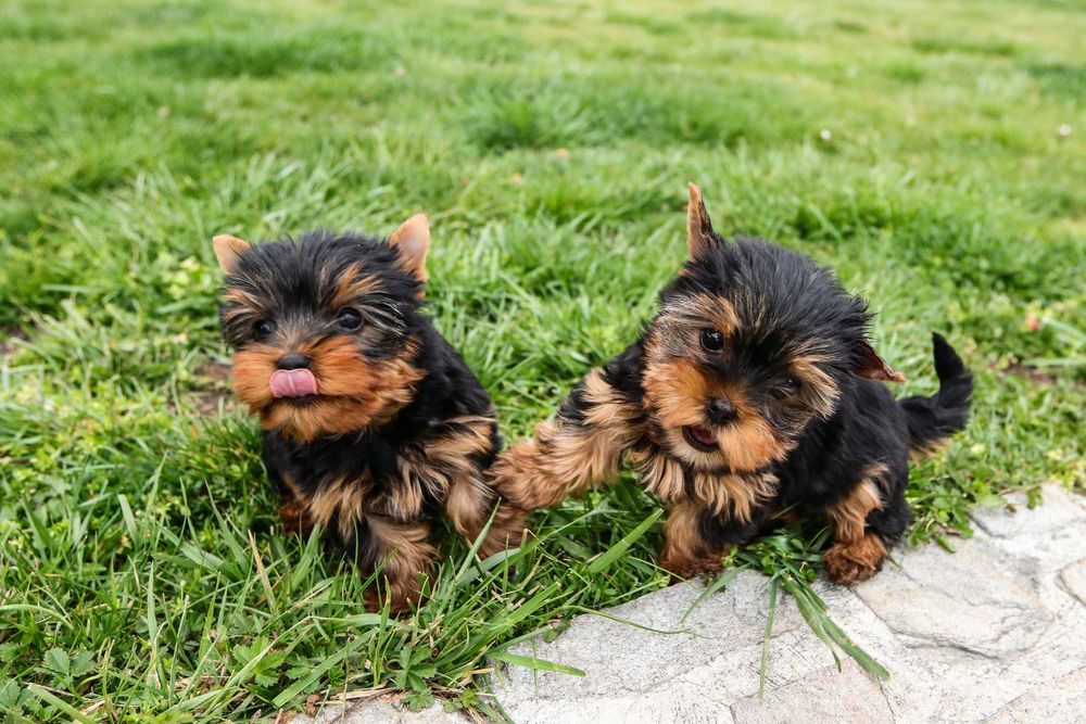 Йоркширски териер, мини йорки момиче