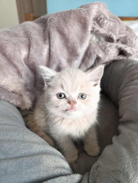 Vand British shorthair