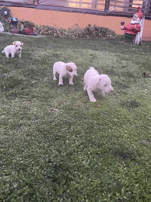 Джак Ръсел 2 Женски