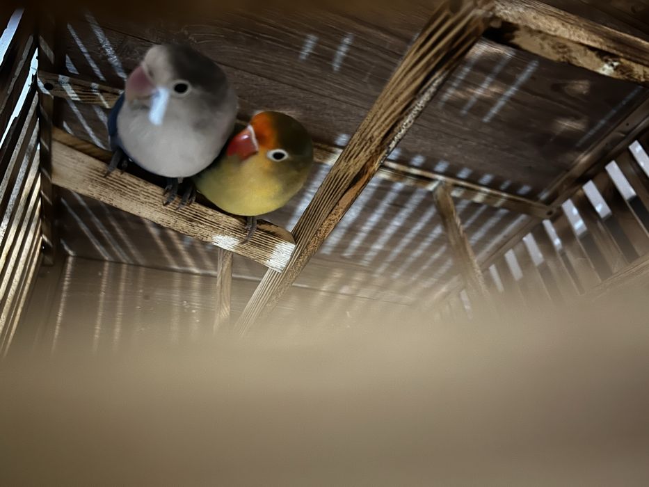 Colivi de vânzare pe orice dimensiuni