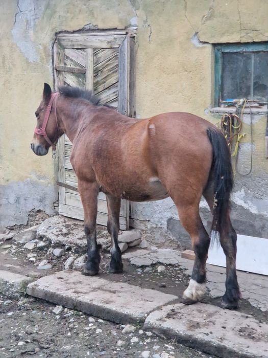 Vând cal comuna Chiochis, sat Țentea